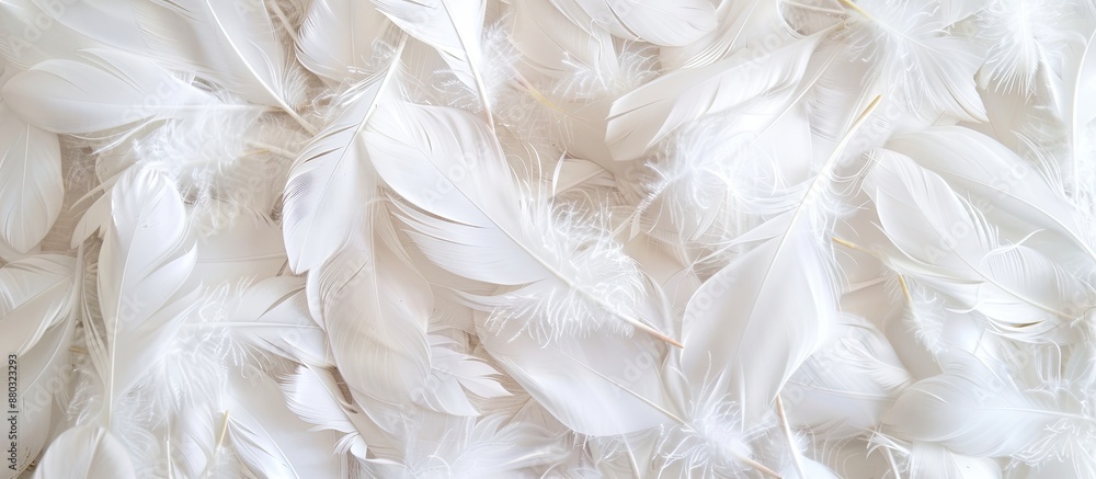 Aufkleber A lovely array of white duck feathers, ideal for a background or texture in a copy space image.