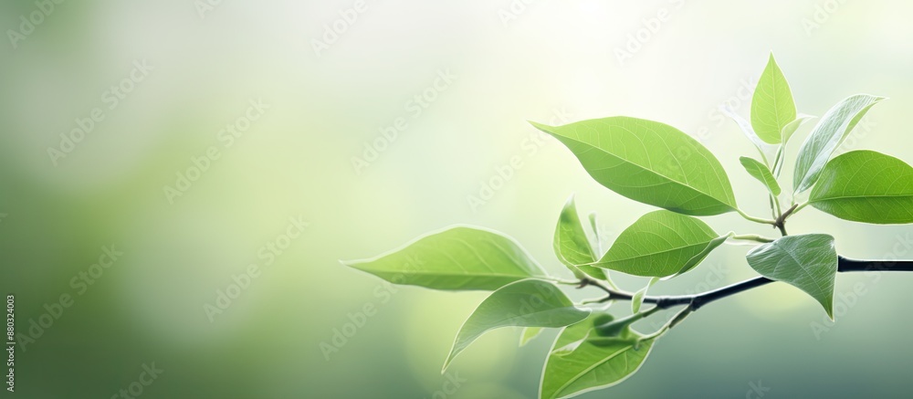 Poster Blurry bokeh background featuring a green leaf with copy space image for a fresh, abstract, natural backdrop.