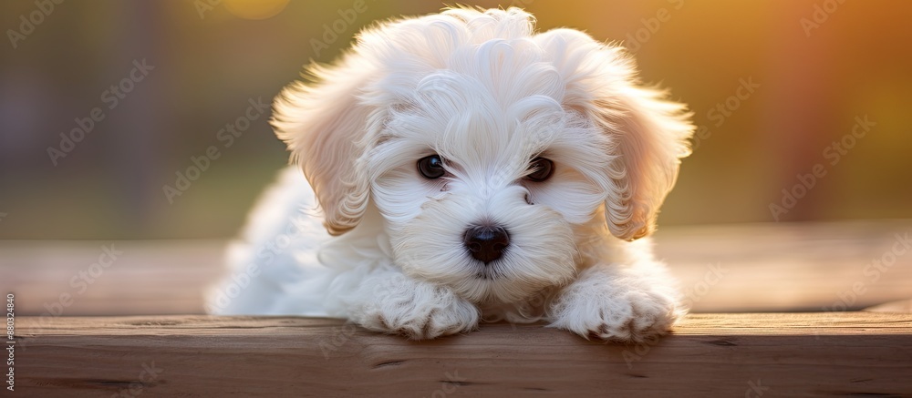 Poster Sweet puppy resulting from a cross between a Maltese and a Poodle, with a charming appearance, perfect for a copy space image.