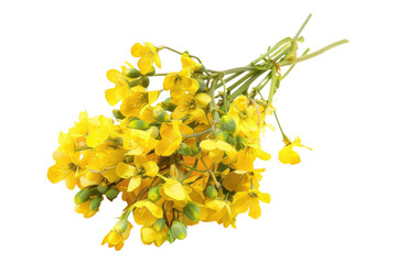 Rapeseed cluster isolated on transparent background