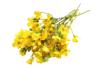 Rapeseed cluster isolated on transparent background