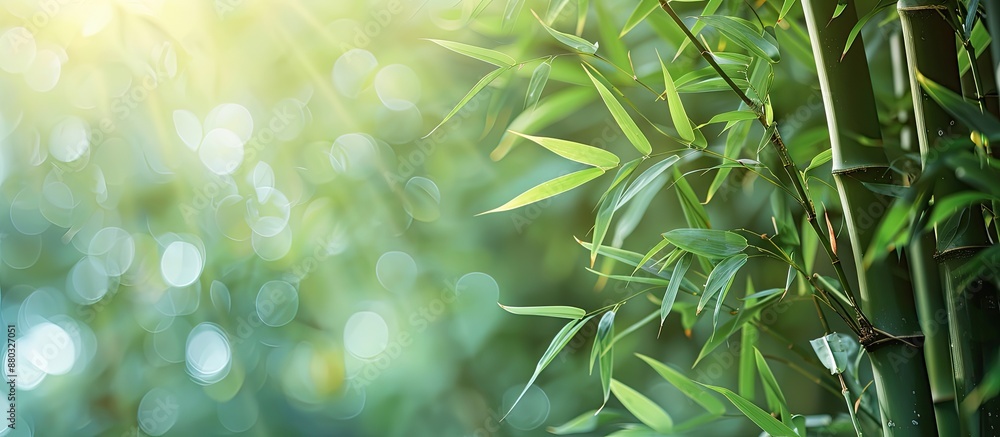 Poster strong and versatile bamboo trees with a nature background and copy space image.