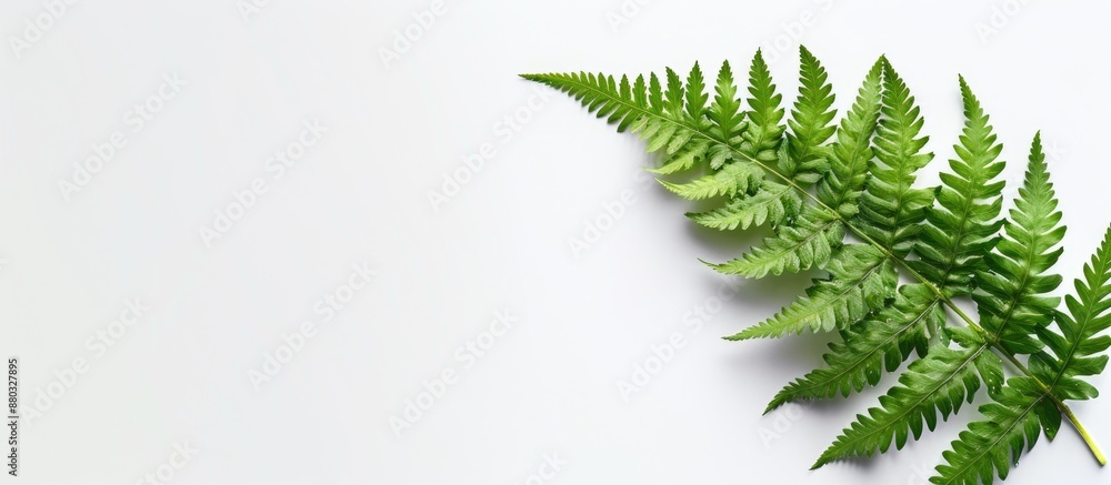 Poster Image of a fern leaf on a blank white background featuring ample space for adding text or graphic elements - a copy space image.