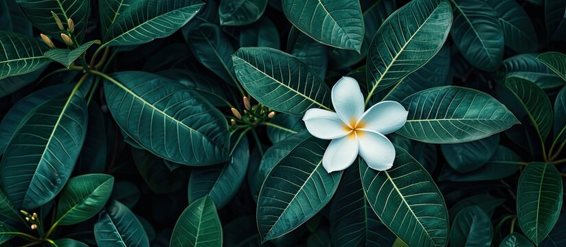 Nosegay Frangipani, the white Champa flower tree, stands out against a backdrop of lush, dark green leaves with a copy space image.