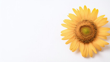 Fototapeta premium ひまわり背景