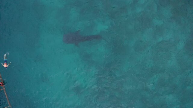 People snorkeling and and watch whale sharks from above. Oslob