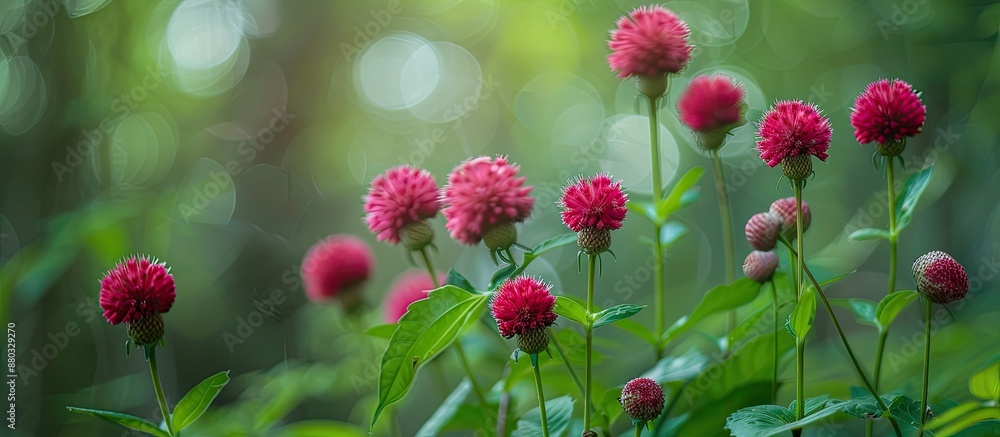 Poster A cluster of vibrant red globe amaranths blooms with a blurred forest backdrop, creating an inspiring and motivational scene in nature, suitable for a copy space image.