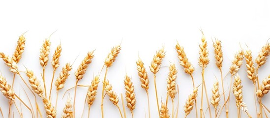 Isolated wheat spikelets on white backdrop with selective focus for food related copy space image