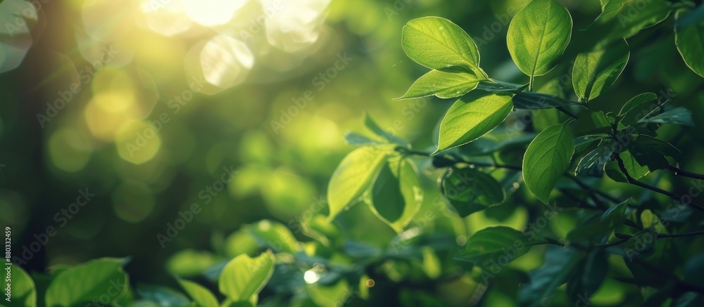 Poster Selective focus with a shallow depth of field on fresh green leaves creating a background with copy space image