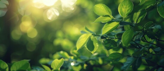 Obraz premium Selective focus with a shallow depth of field on fresh green leaves creating a background with copy space image