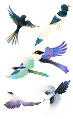 set of birds