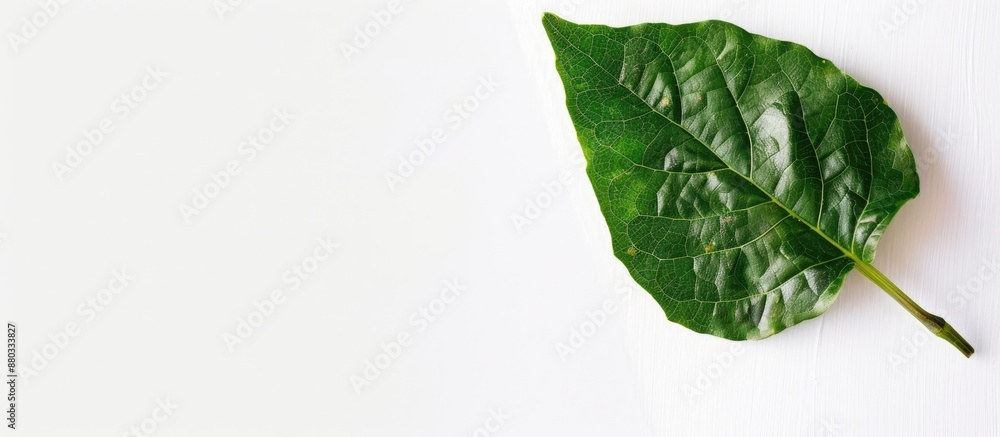 Aufkleber copy space image of a fragrant leaf on a clean white backdrop