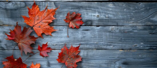 Maple leaves on a grey wooden background create an autumn sale theme with copy space image