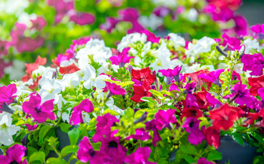 Multicolored petunias grow on flower beds in the city
