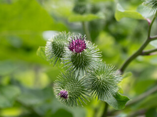 赤紫のゴボウの花