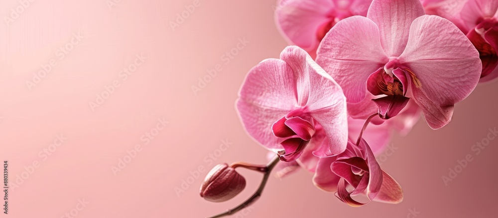 Poster close up of a pink orchid with copy space image