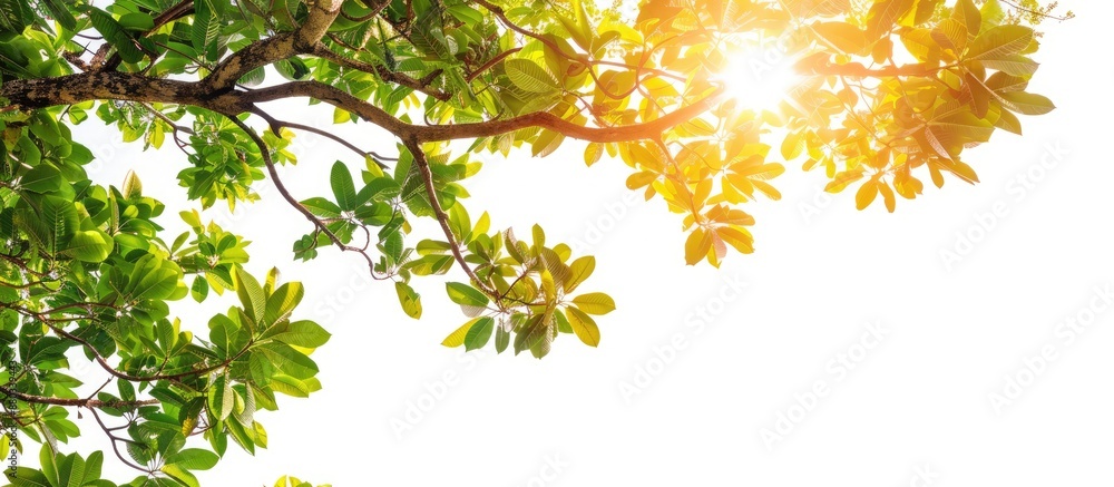 Aufkleber a tropical tree with branches leaves and sunlight on a white isolated background ideal as a green fo