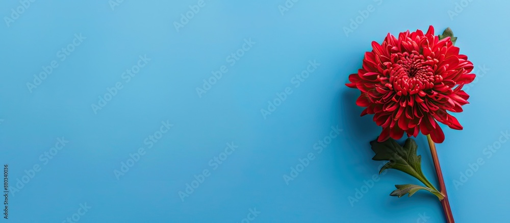 Poster a red chrysanthemum with copy space image set against a blue backdrop ideal for a banner design
