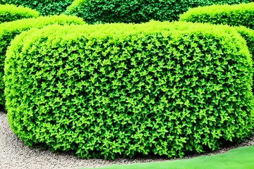 Green garden bushes