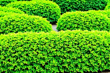 Green garden bushes