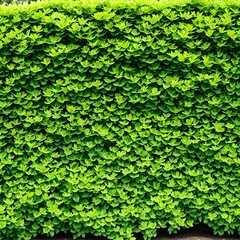Green garden bushes