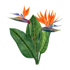 Watercolor tropical flowers strelitzia and greenery arrangements