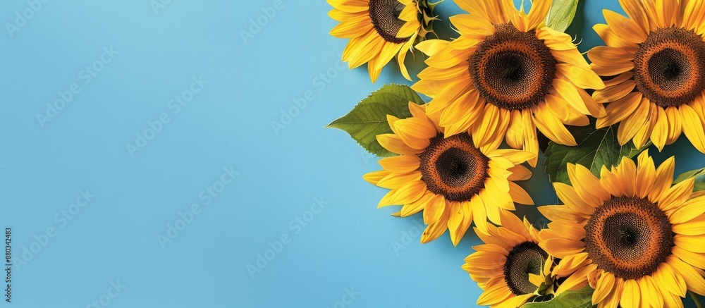 Aufkleber vertical banner featuring vibrant yellow sunflowers set against a blue sky backdrop designed with a 