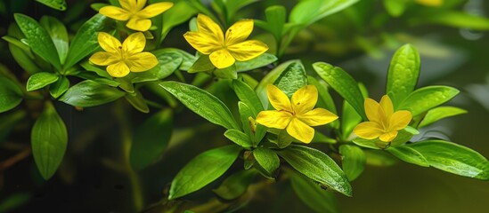 Obraz premium Ludwigia Sedioides also called Mosaic Plant or False Loosestrife is an aquatic plant that can add a striking touch to any setting with bright green leaves and yellow flowers on its stems making it a