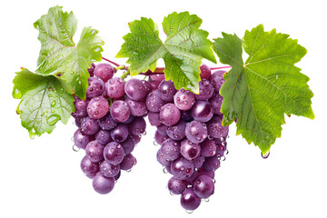 Closeup view of purple grapes hanging on the vine with green leaves, isolated on a white transparent background.