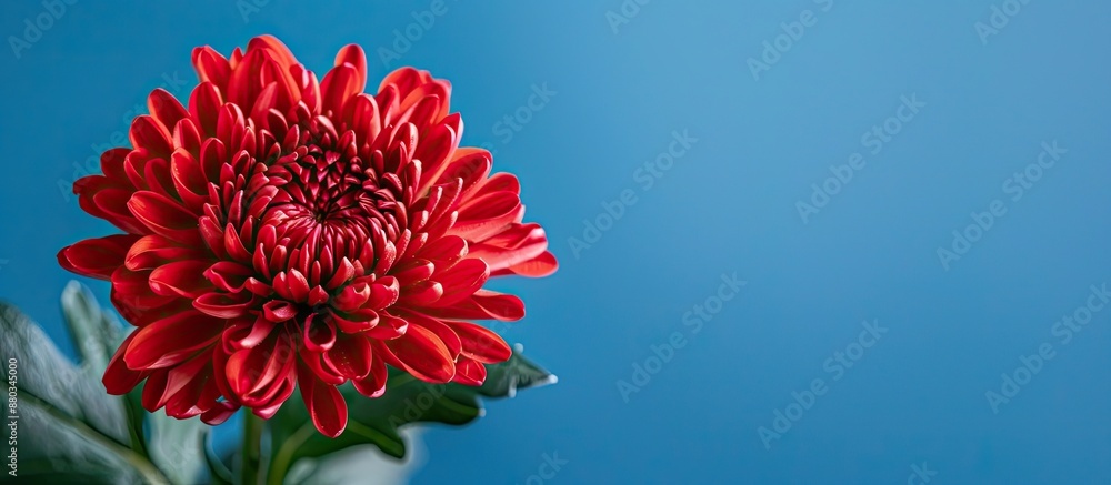 Poster a red chrysanthemum with copy space image set against a blue backdrop ideal for a banner design