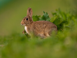 magnifique portrait d'un lapin de garenne sauvage, assis en extérieur, avec une tâche blanche sur le poitrail