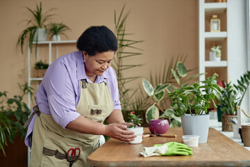 Fototapeta premium Side view portrait of senior Black woman repotting flowers while enjoying gardening indoors, copy space