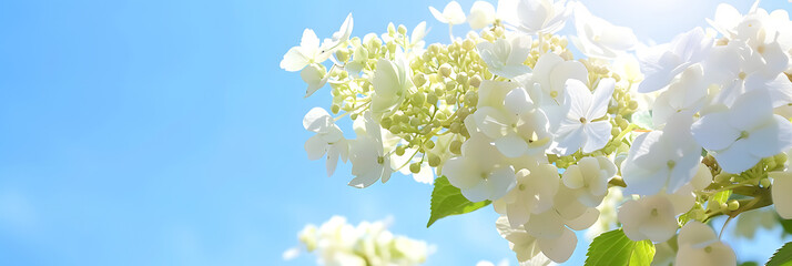 Fototapeta premium blooming garden plant hydrangea paticulata flower isolated on blue sky background with copy space on a sunny summer day outdoors