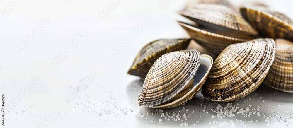 Leinwandbilder clams showcased against a blank white backdrop create a tranquil composition with ample copy space i