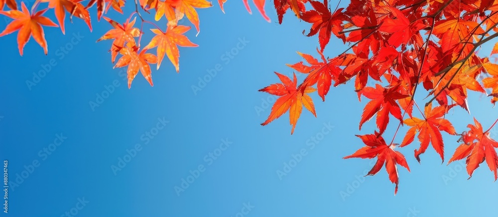 Poster fall foliage of a japanese maple tree against a bright blue sky with copy space image