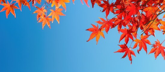 Fall foliage of a Japanese maple tree against a bright blue sky with copy space image