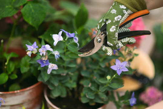 Secaters Insect Secateurs-Bilder: Stock-Fotos & -Videos. | Adobe Stock