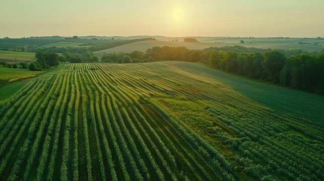 Aerial view of a serene countryside at sunrise, showcasing vast green fields and rolling hills under a golden sky.