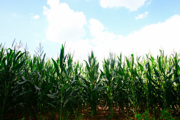 Corn fields, the harvest scene