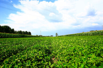 Peanut fields on the farm