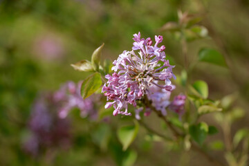 purple lilac bush flover closeup