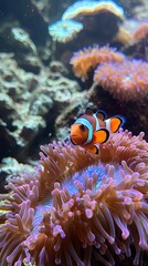 Clownfish Nestling in Colorful Sea Anemone