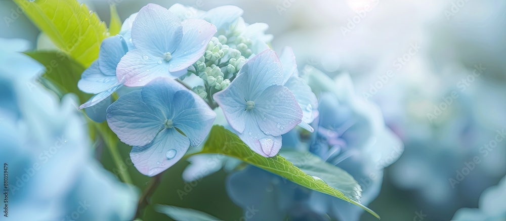 Poster soft focus background with a blue hydrangea flower in a serene natural setting perfect for a copy sp
