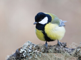 Great tit (Parus major) sitting on a branch in the garden in spring.