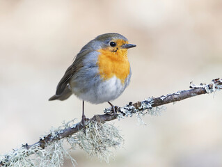 European robin (erithacus rubecula) sitting on a branch in spring.