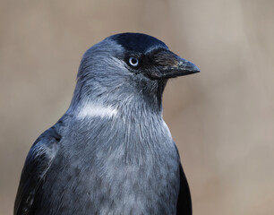 Western jackdaw (Coloeus monedula) close up in spring.