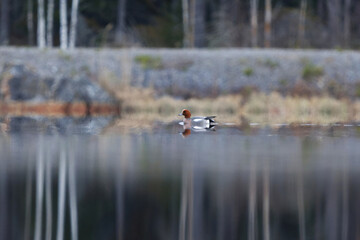 Eurasian wigeon or Eurasian widgeon (Anas penelope) male swimming in the lake in spring.