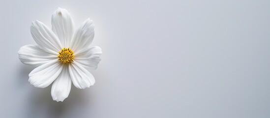 Fototapeta premium A white flower on a blank copy space image