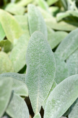 Lambs ears Silver Carpet leaves