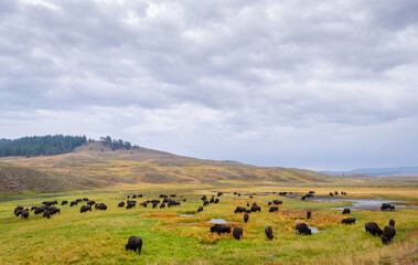 A Herd of Yellowstone bison, Buffalo at Yellowstone National Park